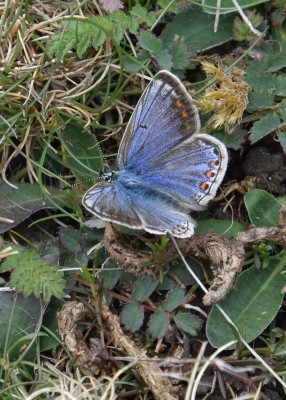 Common Blue female - OWH 06.06.2022