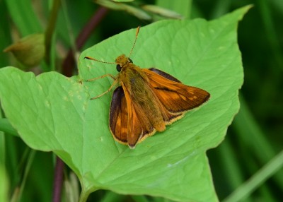 Large Skipper male - Wagon Lane 11.07.2021