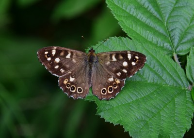 Speckled Wood - Coverdale 03.07.2022