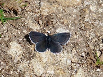 Small Blue - Prestbury Hill 21.05.2015