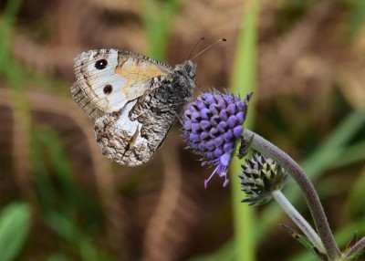 Grayling - Enys Head 05.08.2024