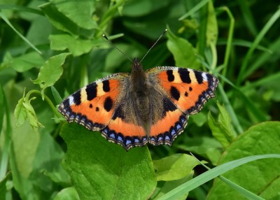 Small Tortoiseshell - Wagon Lane 02.07.2021