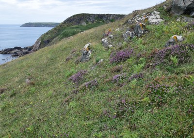 Grayling and Wall Brown Habitat at Enys Head.