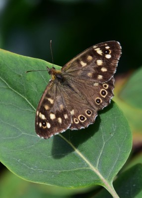 Speckled Wood - Coverdale 20.08.2024