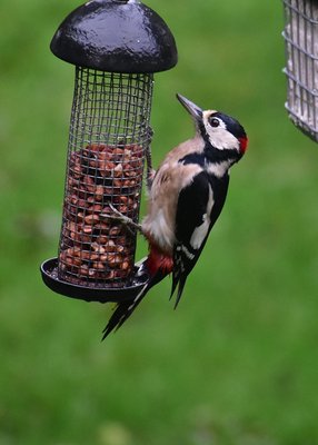 Great Spotted Woodpecker - Coverdale 13.10.2019
