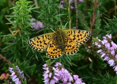 Small Pearl-bordered Fritillary - Enys Head 05.08.2024