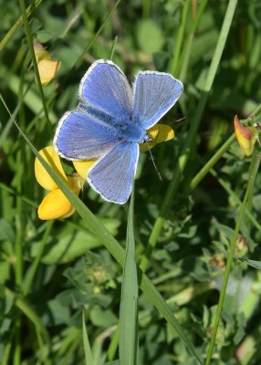 Common Blue - Blythe Valley 02.06.2022