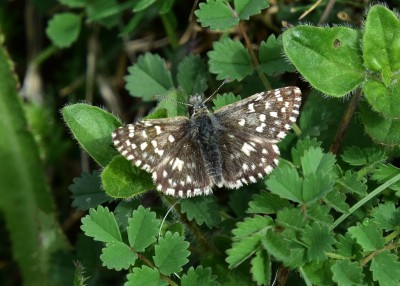 Grizzled Skipper - Old Winchester Hill 13.05.2023