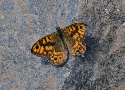 Wall Brown - Lizard 03.08.2020