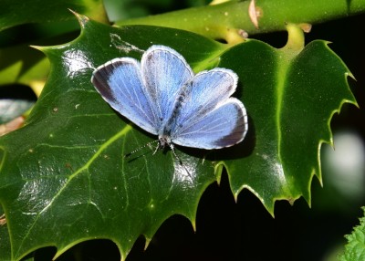 Holly Blue - Coverdale 24.04.2022