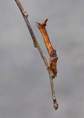 Early Thorn larva - final instar.