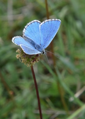Adonis Blue - Old Winchester Hill 06.06.2022