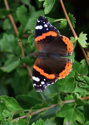 Red Admiral - Langley Hall 27.07.2022