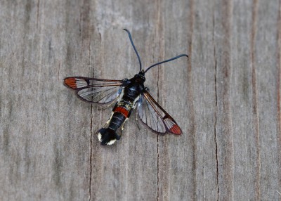 Red-tipped clearwing - Coverdale 03.06.2021