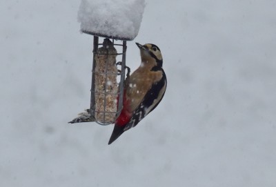 Great Spotted Woodpecker - Coverdale 24.01.2021