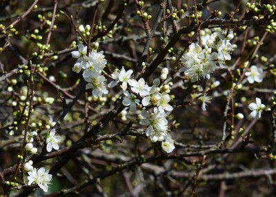 The first Blackthorn Blossom - Wagon Lane 14.03.2022