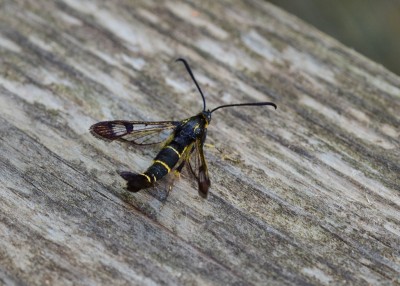 Currant Clearwing - Coverdale 12.06.2022