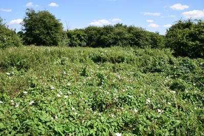 Lot of bindweed - Wagon Lane 29.07.2024