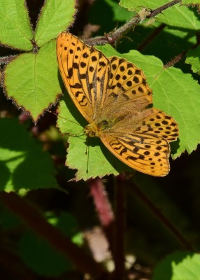 Silver-washed Fritillary male - Snitterfield 17.07.2024