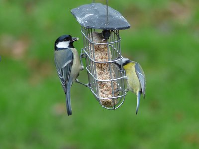 Great Tit and Blue Tit.
