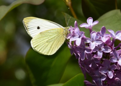 Large White -  Coverdale 25.04.2022