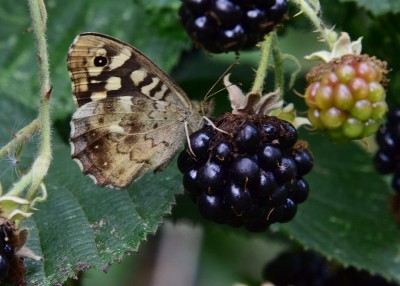 Speckled Wood female - Coverdale 26.08.2024