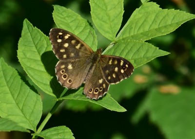 Speckled Wood male - Snitterfield 17.07.2024