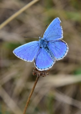 Adonis Blue - Ballard Dawn 03.09.2024