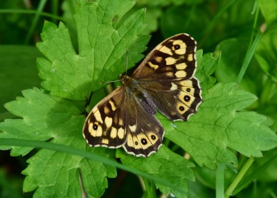 Speckled Wood female - Coverdale 08.05.2022