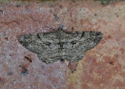 Willow Beauty -  Emsworth 06.06.2022