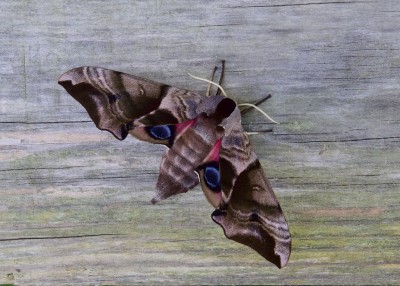 Eyed Hawk-moth female.