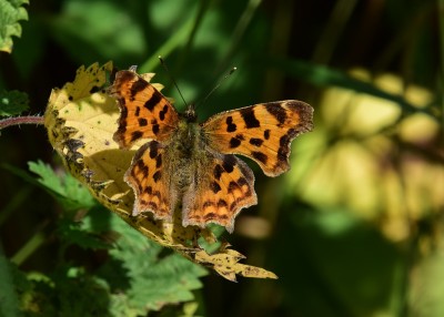 Comma - Wagon Lane 23.07.2024