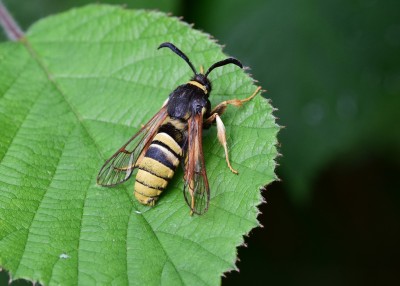 Lunar Hornet Moth - Coverdale 23.07.2024