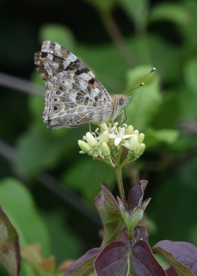 Painted Lady - OWH 06.06.2022