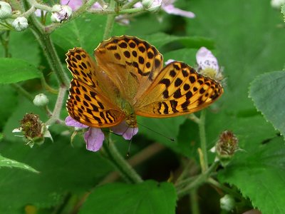 Silver-washed Fritillary female- Snitterfield Bushes 10.07.2016