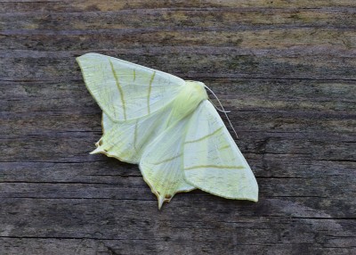 Swallow-tailed Moth - Coverdale 16.07.2021