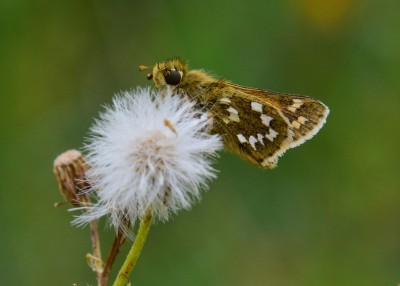 Silver-spotted Skipper - Old Winchester Hill 02.09.2021
