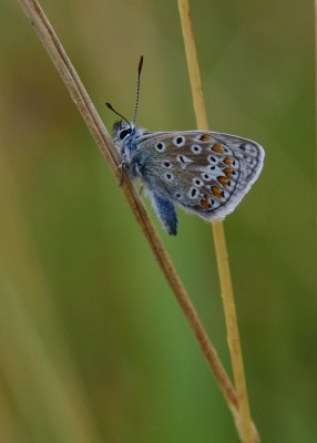 Common Blue - Durlston Country Park 02.09.2024