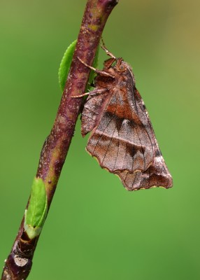 Early Thorn - Reared, Coverdale 05.04.2022