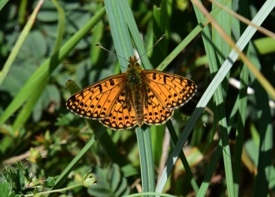 Small Pearl-bordered Fritillary - Kynance Cove 06.08.2024