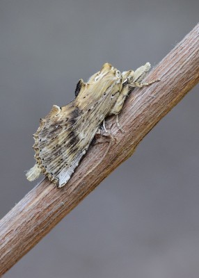Pale Prominent - Coverdale 27.05.2020