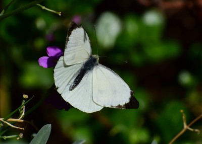 Large White - Coverdale 27.09.2020