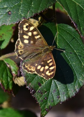 Speckled Wood - Coverdale 28.04.2023