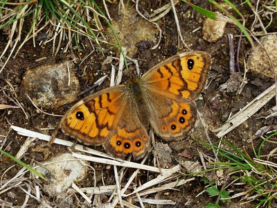 Wall Brown - Prestbury Hill 28.05.2018