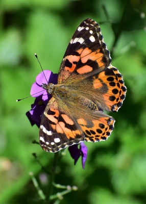 Painted Lady - Coverdale 28.05.2020