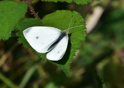 Small White - Wagon Lane 23.07.2024