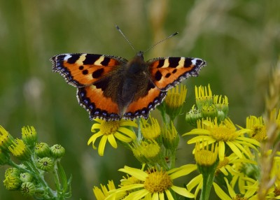 Small Tortoiseshell - Wagon Lane 23.07.2024