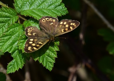 Speckled Wood - Pagham Harbour 18.04.2022
