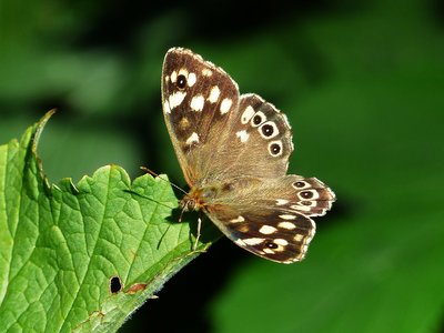 Speckled Wood female - Coverdale 29.08.2016