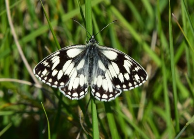 Marbled White - Harbury 23.06.2021